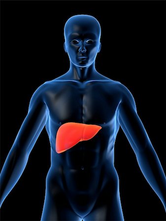 scientific research old - 3d rendered anatomy illustration of a human shape with liver Stock Photo - Budget Royalty-Free & Subscription, Code: 400-04482240