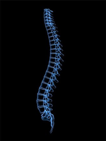 3d rendered anatomy illustration of a human spine Stock Photo - Budget Royalty-Free & Subscription, Code: 400-04482306