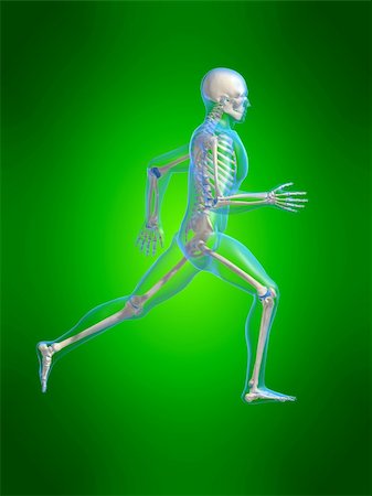 simsearch:400-04191168,k - 3d rendered anatomy illustration of a running skeleton Stock Photo - Budget Royalty-Free & Subscription, Code: 400-04482382