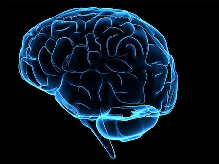 simsearch:400-05120940,k - 3d rendered anatomy illustration of a human blue brain Photographie de stock - Aubaine LD & Abonnement, Code: 400-04482426