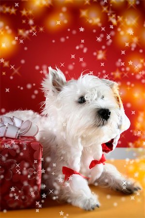 simsearch:400-06477682,k - Cute white puppy with present and snowflakes. Stock Photo - Budget Royalty-Free & Subscription, Code: 400-04482607