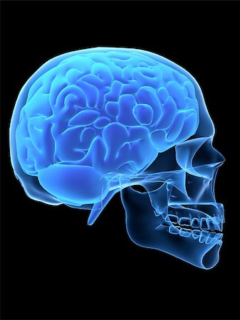 simsearch:400-05120940,k - 3d rendered x-ray illustration of a human head with brain Stock Photo - Budget Royalty-Free & Subscription, Code: 400-04482696