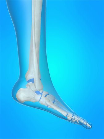 3d rendered anatomy illustration of a human skeletal foot Stock Photo - Budget Royalty-Free & Subscription, Code: 400-04482703