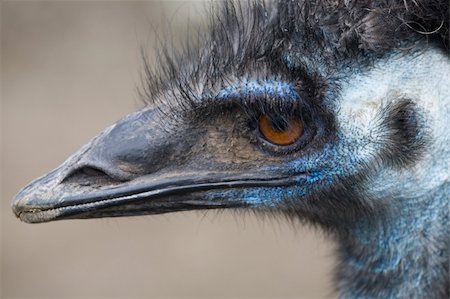 Emu Blue Head Brown Eyes Very Close Upl Photographie de stock - Aubaine LD & Abonnement, Code: 400-04482850