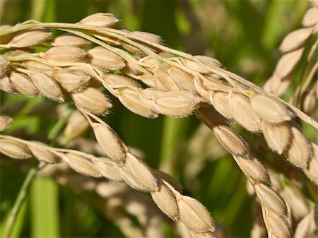 rice harvesting in japan - Macro close-up of rice growing on the plant showing fine hair on the husk of the rice grains Stock Photo - Budget Royalty-Free & Subscription, Code: 400-04482974