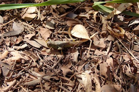 echoforsberg (artist) - Some type of grasshopper seen hiding in the grass.  Found in Oak Creek Park, Sedona, Arizona. Stockbilder - Microstock & Abonnement, Bildnummer: 400-04483324