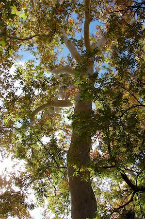 echoforsberg (artist) - An Arizona sycamore tree in Oak Creek Park, Sedona, Arizona. The bark is beautiful multicolored pastels. Stockbilder - Microstock & Abonnement, Bildnummer: 400-04483320