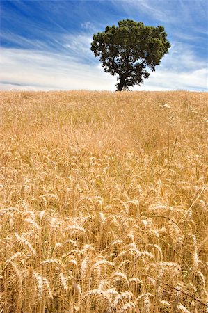 simsearch:400-07097368,k - Quiet view over a golden field of farmland with a lonely tree and beautiful sky. Photographie de stock - Aubaine LD & Abonnement, Code: 400-04483453