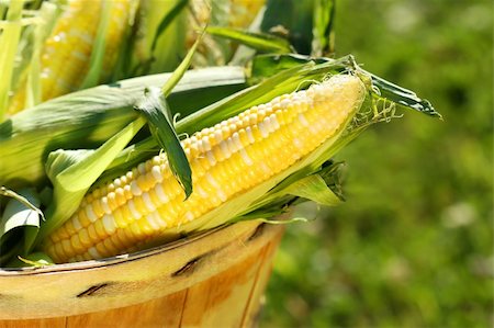 Ears of corn in an apple basket Stock Photo - Budget Royalty-Free & Subscription, Code: 400-04483562