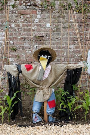 espantalho - Scarecrow in a garden next to small sweetcorn plants and bamboo canes, acting as a deterrent to birds. Old brick wall to the rear. Foto de stock - Super Valor sin royalties y Suscripción, Código: 400-04483592