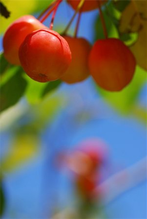 Crab apples hanging from a tree and backlit by the sun Fotografie stock - Microstock e Abbonamento, Codice: 400-04483617