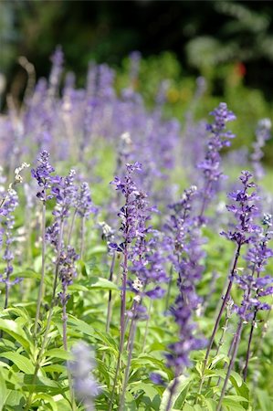 salvia pratensis - Field of Purple Salvia Photographie de stock - Aubaine LD & Abonnement, Code: 400-04483664