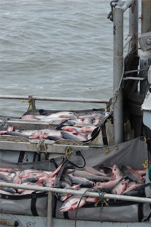 simsearch:400-05020089,k - Piles of red salmon ready to be put into brailers for delivery to the tenders. Photographie de stock - Aubaine LD & Abonnement, Code: 400-04483698