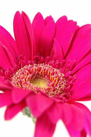 simsearch:400-04062838,k - Close up of pink gerber daisy in isolated white Stock Photo - Budget Royalty-Free & Subscription, Code: 400-04483718