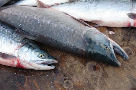 These red salmon are sliding around on deck before being put inot brailers before delivery to the tenders. Stock Photo - Budget Royalty-Free & Subscription, Code: 400-04483712