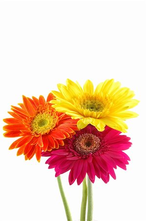 simsearch:400-04062838,k - Three colorful gerber daisies in isolated white Stock Photo - Budget Royalty-Free & Subscription, Code: 400-04483724