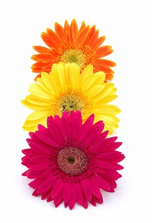 simsearch:400-04432314,k - Three colorful gerber daisies in isolated white Stock Photo - Budget Royalty-Free & Subscription, Code: 400-04483725