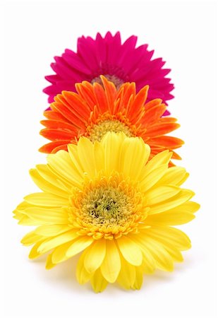 simsearch:400-04432314,k - Three colorful gerber daisies in isolated white Stock Photo - Budget Royalty-Free & Subscription, Code: 400-04483726