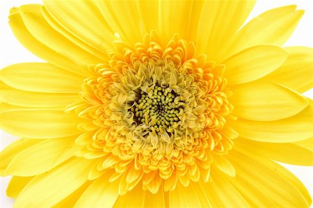 simsearch:400-04062838,k - Close up of yellow gerber daisy in isolated white Stock Photo - Budget Royalty-Free & Subscription, Code: 400-04483728