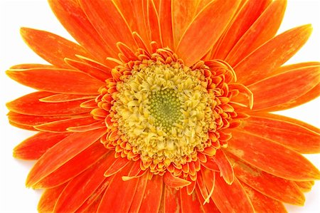 simsearch:400-04062838,k - Close up of orange gerber daisy in isolated white Stock Photo - Budget Royalty-Free & Subscription, Code: 400-04483729
