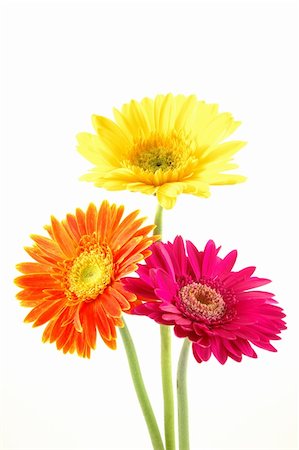 simsearch:400-04432314,k - Three colorful gerber daisies in isolated white Stock Photo - Budget Royalty-Free & Subscription, Code: 400-04483720