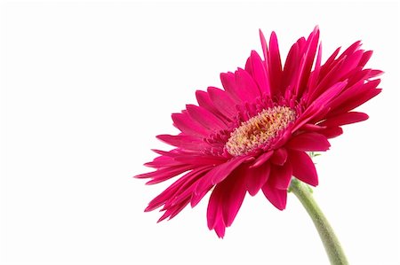 simsearch:400-04062838,k - Pink gerber daisy in isolated white Stock Photo - Budget Royalty-Free & Subscription, Code: 400-04483721