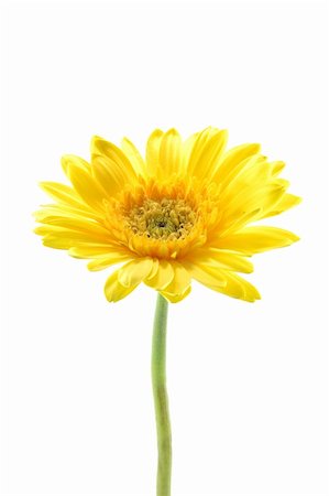 simsearch:400-04432314,k - Yellow gerber daisy in isolated white Stock Photo - Budget Royalty-Free & Subscription, Code: 400-04483722