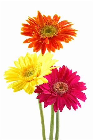 simsearch:400-04432314,k - Three colorful gerber daisies in isolated white Stock Photo - Budget Royalty-Free & Subscription, Code: 400-04483723