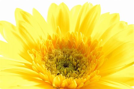 simsearch:400-04062838,k - Close up of yellow gerber daisy in isolated white Stock Photo - Budget Royalty-Free & Subscription, Code: 400-04483741