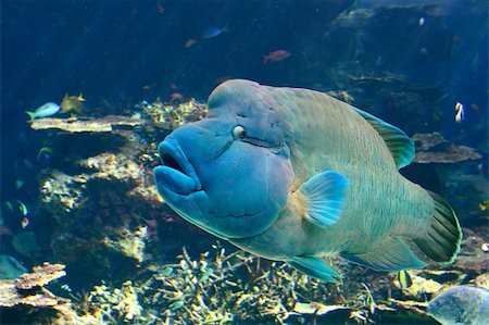 exotic underwater - Hump-Headed Maori Wrasse, also known as the Napoleon Fish. Stock Photo - Budget Royalty-Free & Subscription, Code: 400-04483755