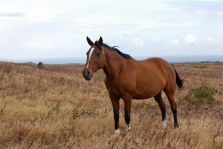 Big, brown horse in the field Fotografie stock - Microstock e Abbonamento, Codice: 400-04483797