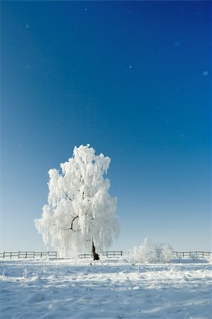 simsearch:400-05919692,k - Cold winter day, beautiful hoarfrost and rime on trees Stock Photo - Budget Royalty-Free & Subscription, Code: 400-04494010