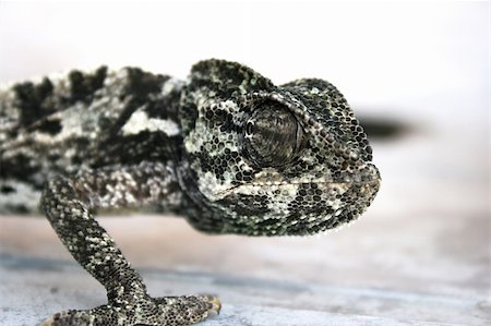 simsearch:400-04000990,k - Lazy chameleon on the floor in Cyprus. Stock Photo - Budget Royalty-Free & Subscription, Code: 400-04494201