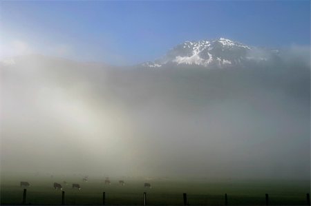 fogbow - Dairy cows grazing in a pasture underneath snow-covered mountains. The layer of fog separates the two parts of the image -- the light layer on the left is a "fogbow" -- the opposite of a rainbow formed by diffused sunlight from behind the photographer illuminating the fogbank. The mountains are the Cascade range in the Pacific Northwest. Stock Photo - Budget Royalty-Free & Subscription, Code: 400-04494306