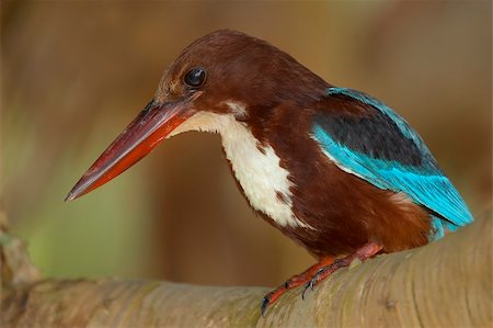 White throated kingfisher (Halcyon smyrnensis) looking for prey. Photographie de stock - Aubaine LD & Abonnement, Code: 400-04494367