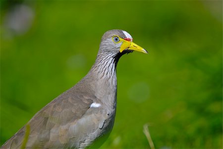 pluvier - african bird Photographie de stock - Aubaine LD & Abonnement, Code: 400-04494370
