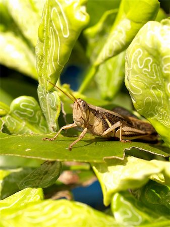 a images of  Grasshopper  in farm of thailand Stock Photo - Budget Royalty-Free & Subscription, Code: 400-04494739