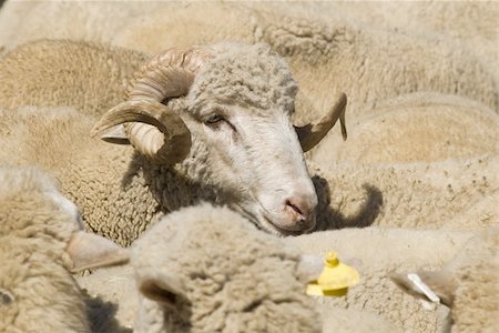 simsearch:614-06625263,k - Domestic sheep from Macedonia Stock Photo - Budget Royalty-Free & Subscription, Code: 400-04494777