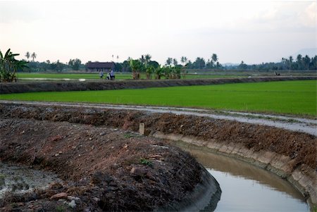 house, paddy field and sky at the countryside Stock Photo - Budget Royalty-Free & Subscription, Code: 400-04494884