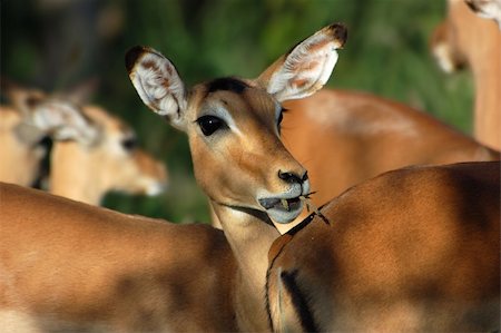 A female impala antelope grazing in South Africa. Fotografie stock - Microstock e Abbonamento, Codice: 400-04495147