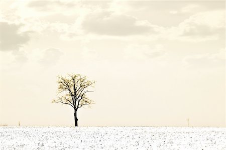 fotofactory (artist) - Single tree in a field, winter scene Stock Photo - Budget Royalty-Free & Subscription, Code: 400-04495451