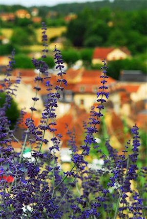 simsearch:400-04954043,k - Red rooftops of medieval houses in Sarlat (Dordogne region, France) with blue flowers in foreground Stock Photo - Budget Royalty-Free & Subscription, Code: 400-04495519