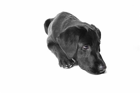 sentinel - a black labrador in the studio Photographie de stock - Aubaine LD & Abonnement, Code: 400-04496021