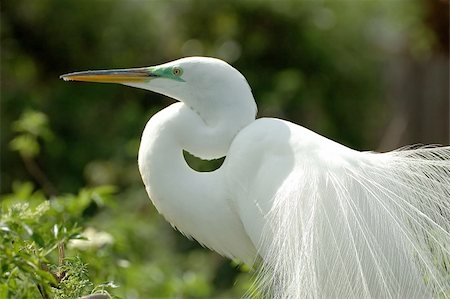 a snowy egret displays its` beautiful white feathers Photographie de stock - Aubaine LD & Abonnement, Code: 400-04496209