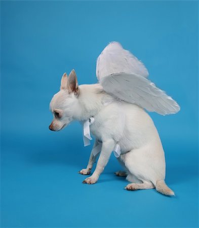 a tiny chihuahua with angel wings Photographie de stock - Aubaine LD & Abonnement, Code: 400-04496781