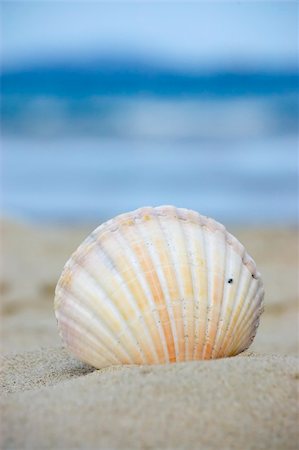 seashell photo concept - Summer and vacation concept. Seashell at the beach. Stock Photo - Budget Royalty-Free & Subscription, Code: 400-04496905