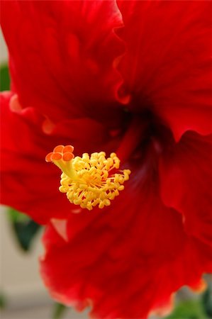 Closeup of a tropical flower - Red Hibiscus Fotografie stock - Microstock e Abbonamento, Codice: 400-04496988