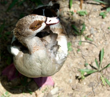 speculum - Duck with webbed feet looking up at camera Stock Photo - Budget Royalty-Free & Subscription, Code: 400-04497024