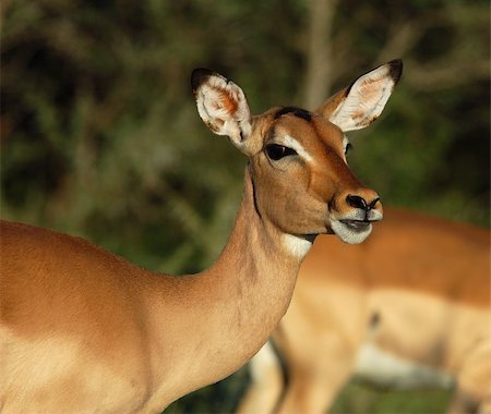 A female Impala antelope in South Africa, Kruger National Park. Fotografie stock - Microstock e Abbonamento, Codice: 400-04497233