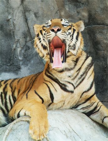 Tiger, resting on a cliff yawning Stock Photo - Budget Royalty-Free & Subscription, Code: 400-04497298